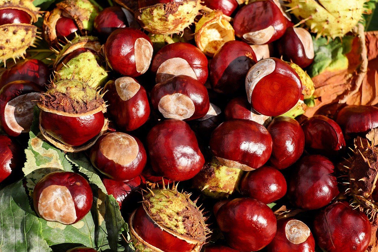 Castagne_1_OK.jpg