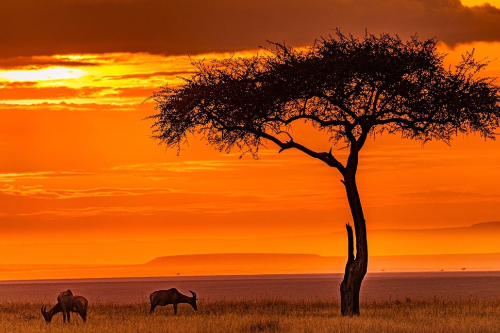 Kenya Tramonto e animali