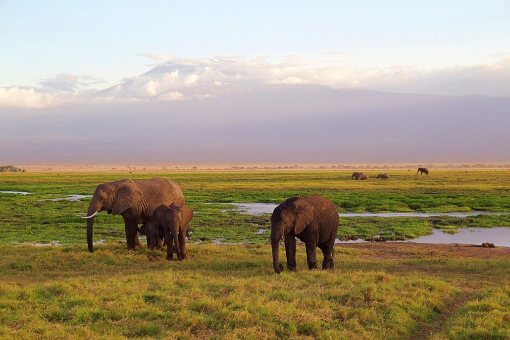 Kenya elefanti