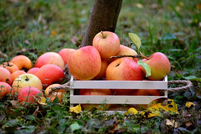 Tour del prosecco e raccolta delle mele